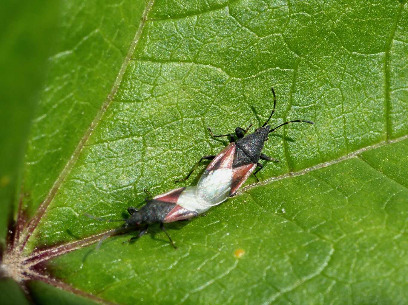 Oxycarenus lavaterae (?) in copula